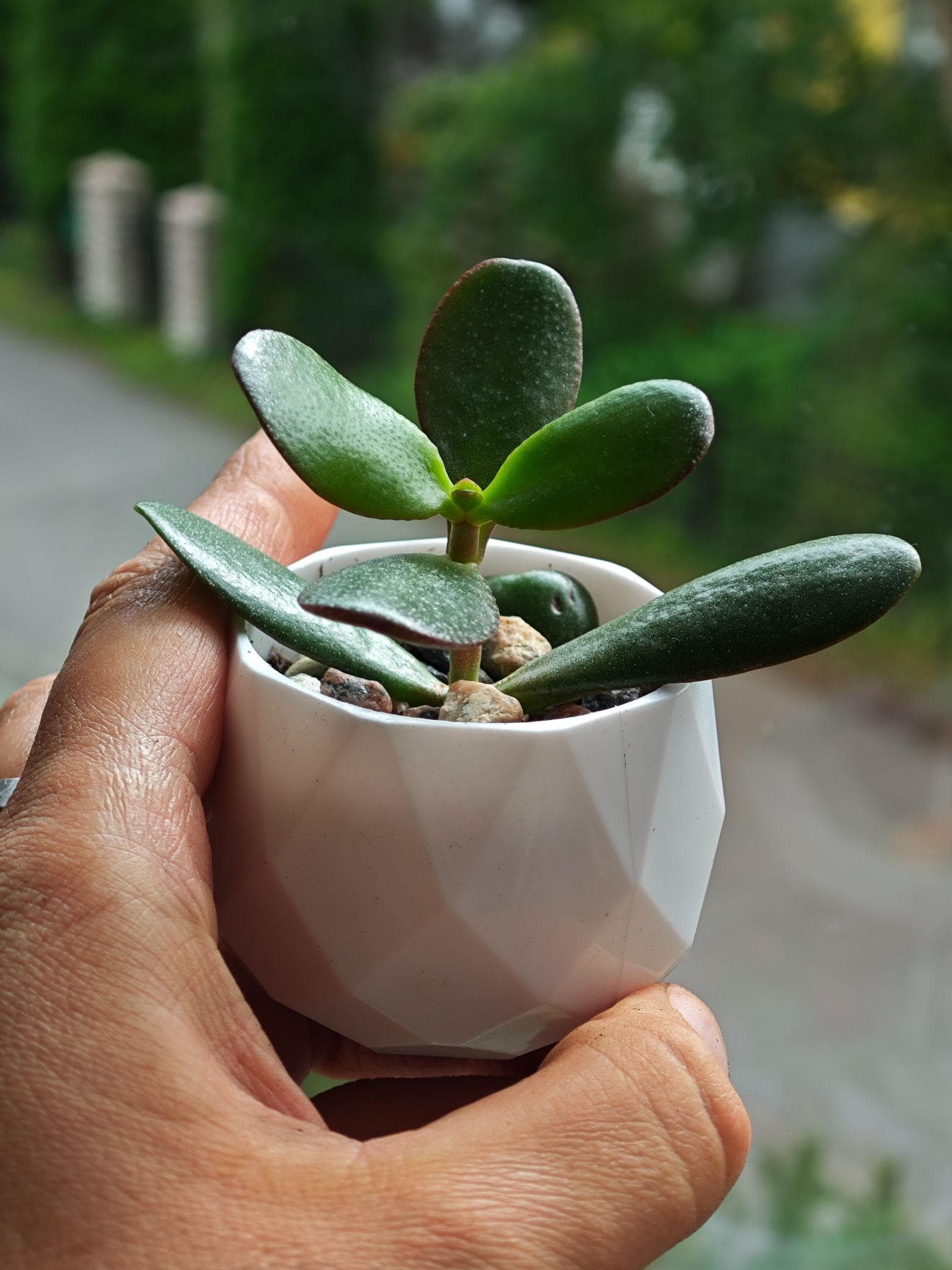 Puiskujulise turdlehe pistik plastist minipotis