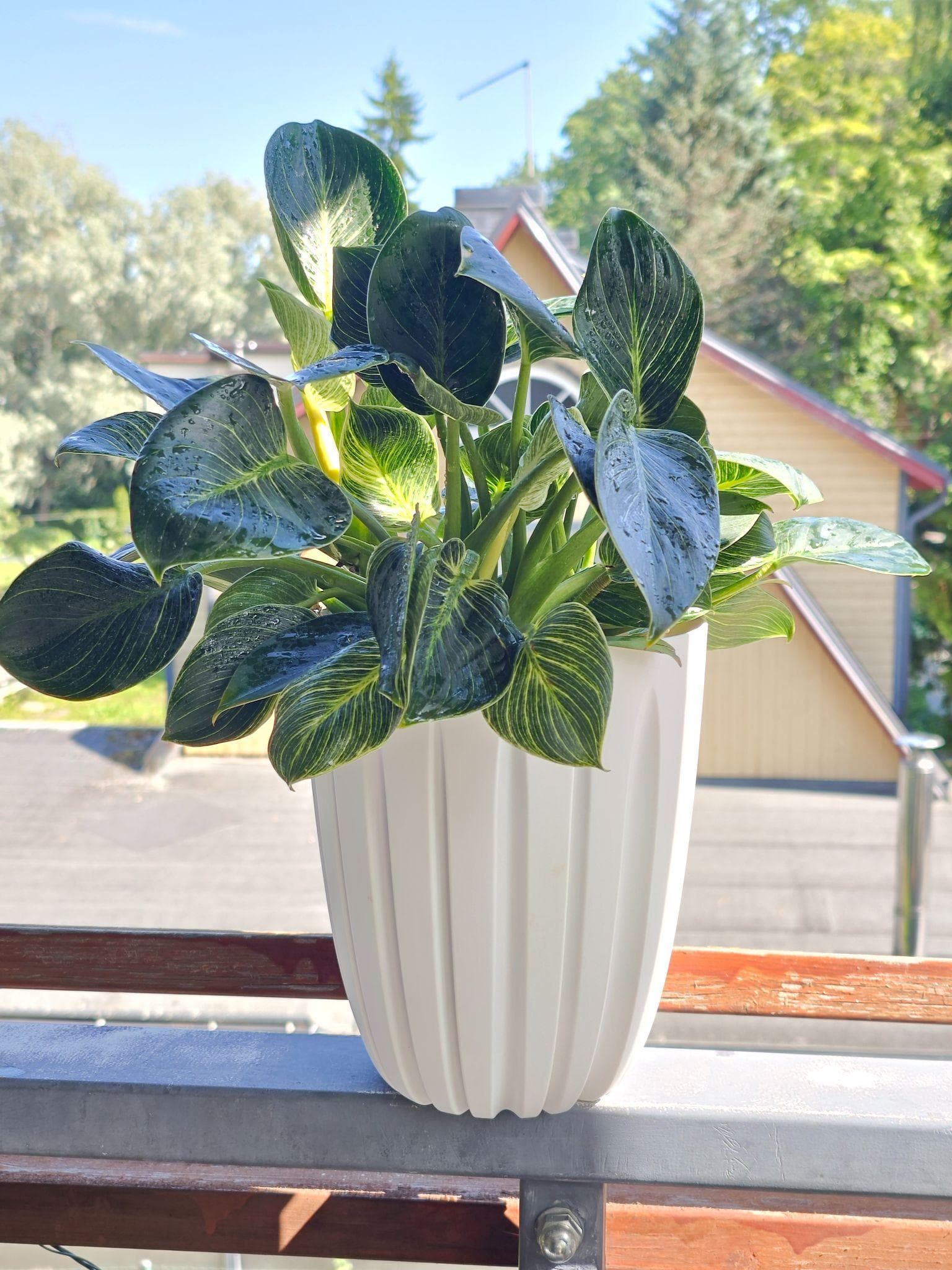Suur Philodendron Birkin valges potis