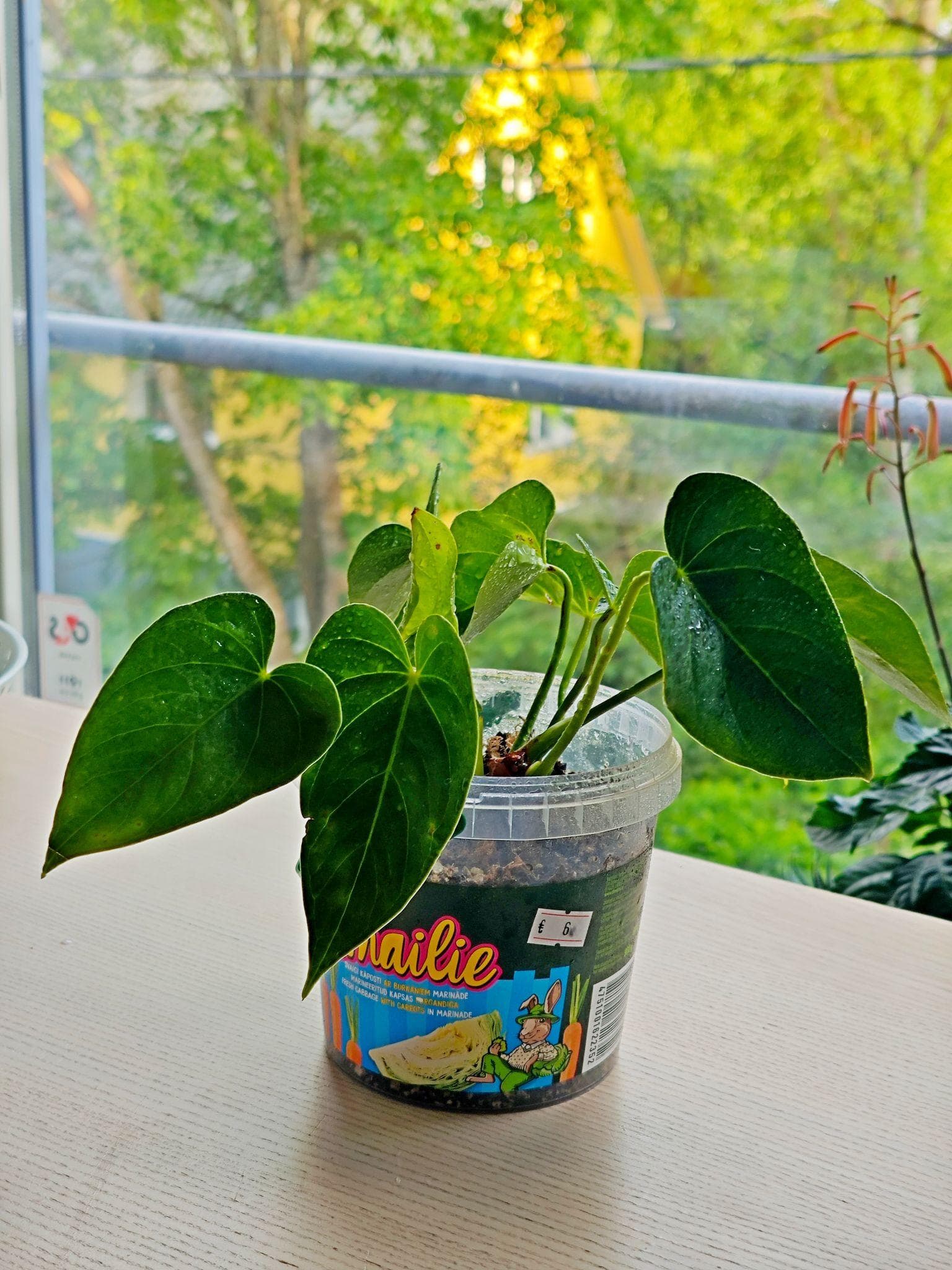 Antuurium läbipaistvas plastnõus