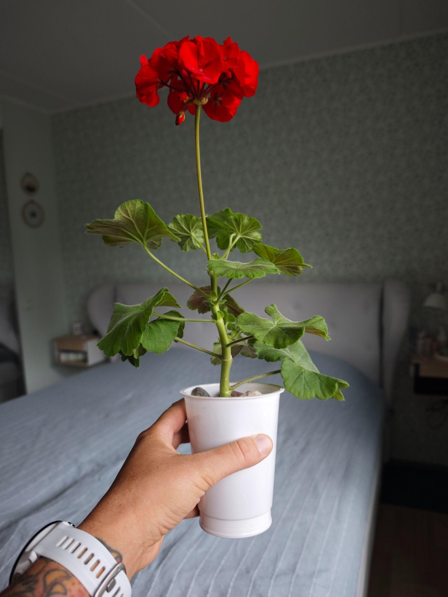 Punane pelargoonium tehnilises plasttopsis