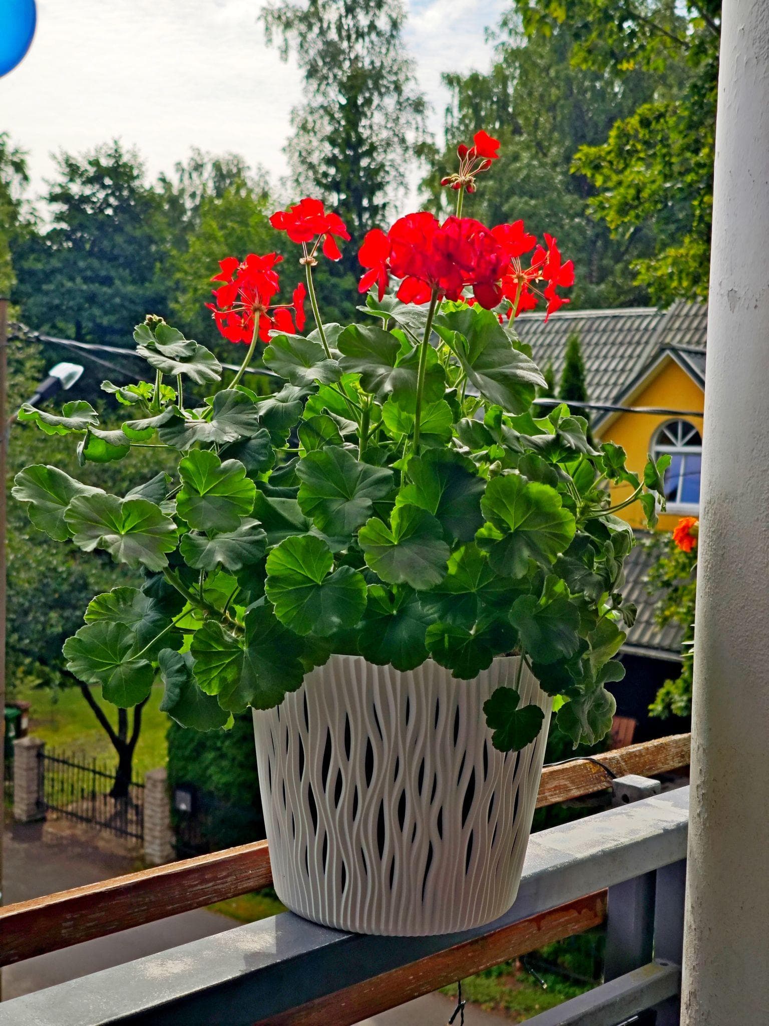 Suur punane pelargoonium valges potis