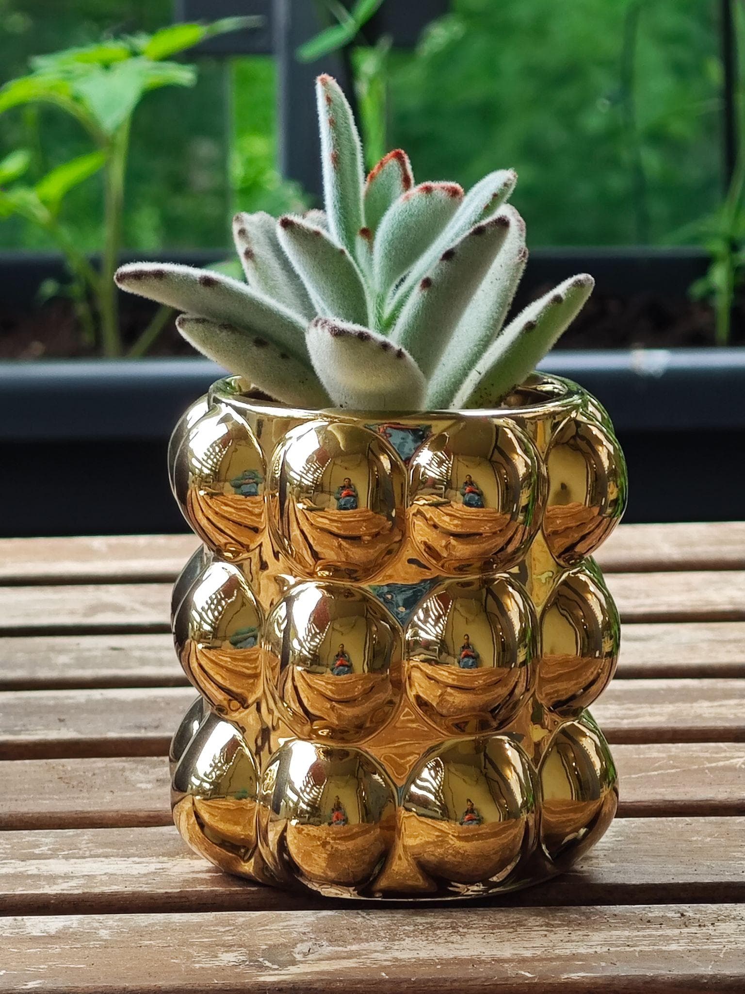 Viltjas kalanhoe kuldses potis