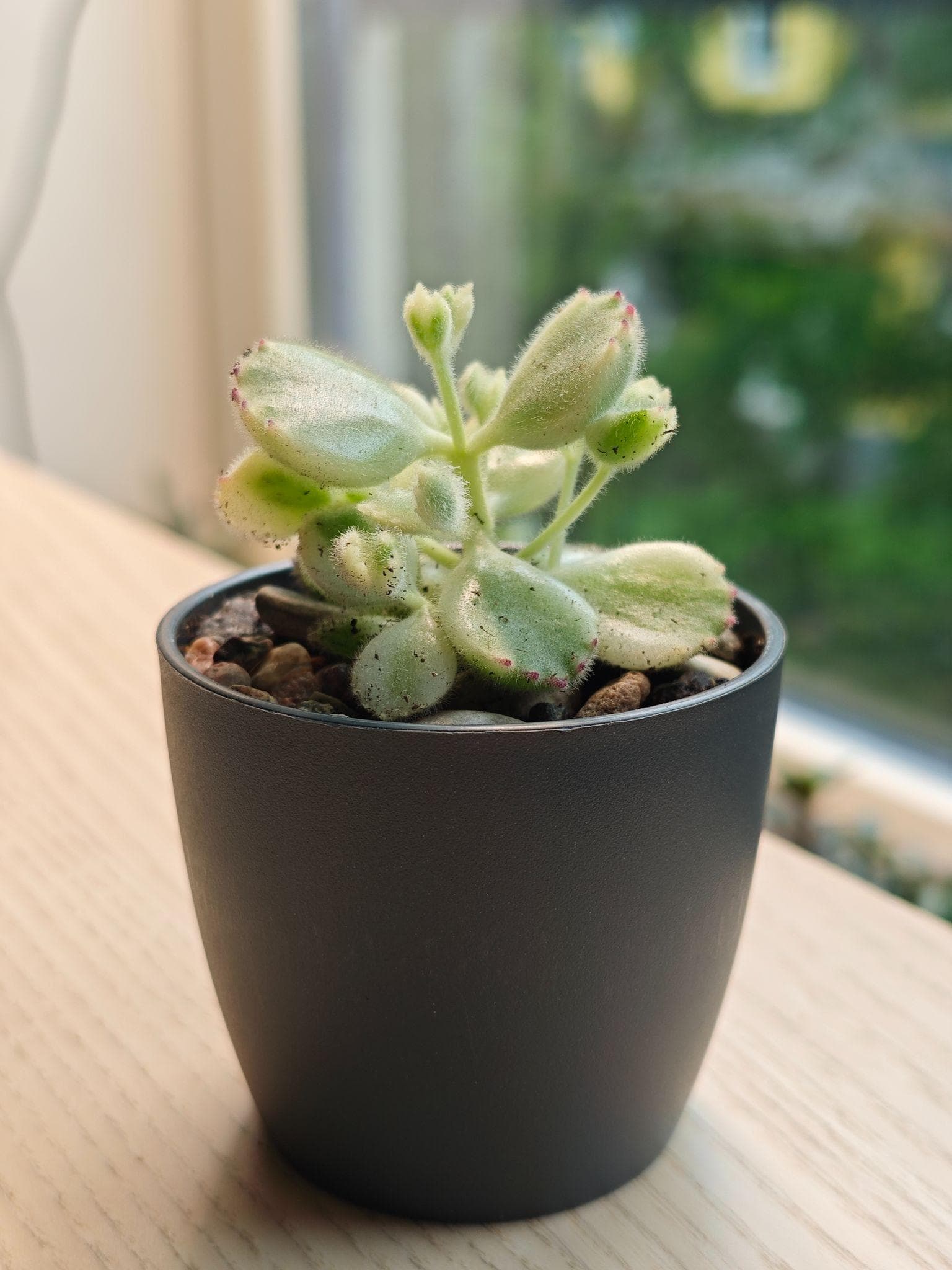 Variegeerunud viltjas kotüledon plastpotis