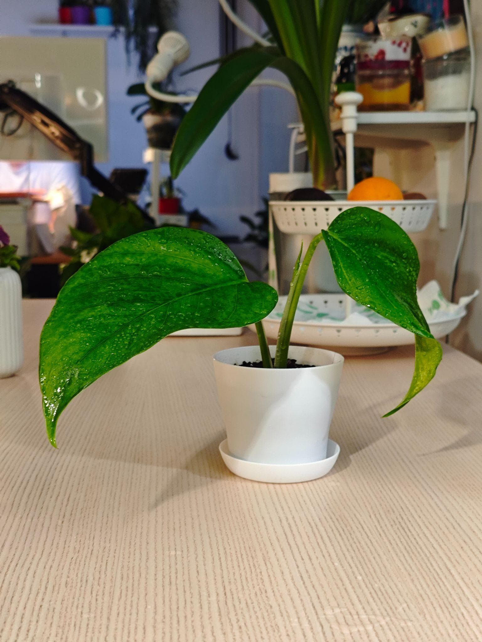 Epipremnum plastist minipotis